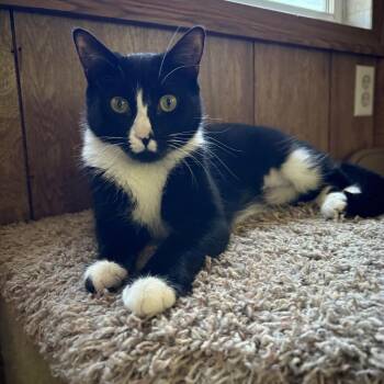 Rescue Tuxedo Cats for Adoption in Linden, New Jersey - Rooney | PetCurious