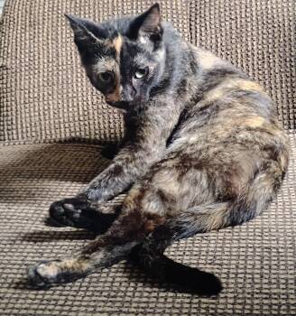 Rescue Tortoiseshell Cats for Adoption in Myrtle Beach, South Carolina - Coco (courtesy Listing) | PetCurious