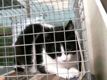 Domestic Short Hair Cats Available for Adoption in Houston, Texas - MINNIE | PetCurious