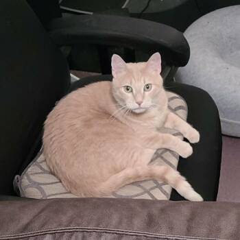 Peter C11876 -  Domestic Short Hair Cat for Adoption - Peter C11876 | PetCurious
