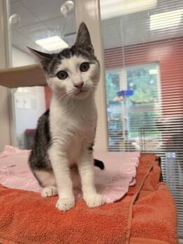 Anne Bronte -  Domestic Short Hair Cat for Adoption in North Haven, Connecticut - Anne Bronte | PetCurious