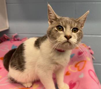 Domestic Short Hair Cats Available for Adoption in Peoria, Illinois - SLOAN | PetCurious