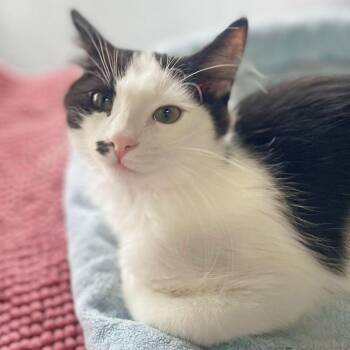 Domestic Short Hair Cats Available for Adoption in Los Angeles, California - Ervi | PetCurious