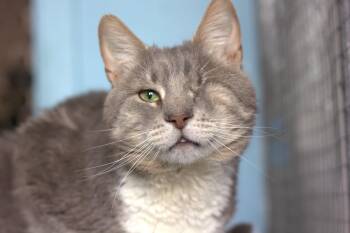 Gyul -  Domestic Short Hair Cat for Adoption in Montreal, Quebec - Gyul | PetCurious