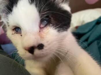Jellybean -  Domestic Short Hair Cat Available for Adoption in Arthurette, New Brunswick - Jellybean | PetCurious