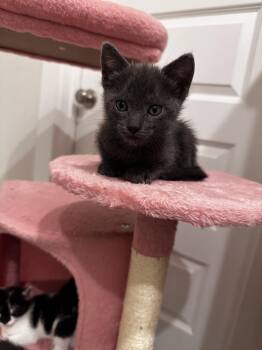 Domestic Short Hair Cats Available for Adoption in Brewster, New York - Thomas | PetCurious