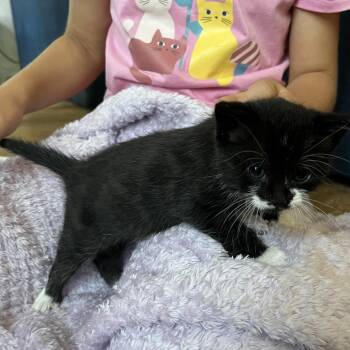 Domestic Short Hair Cats Available for Adoption in Westminster, California - Mauritius | PetCurious