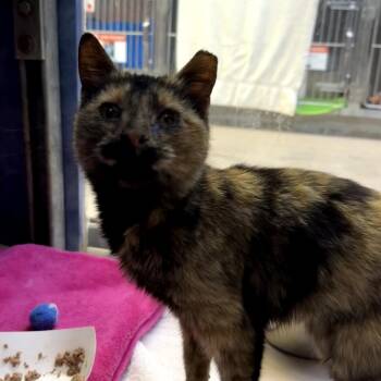 Domestic Medium Hair Cats Available for Adoption in Austin, Texas - Marni | PetCurious