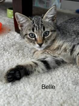 Belle (Lightwell Litter) -  Domestic Short Hair Cat for Adoption in Telford, Pennsylvania - Belle (Lightwell Litter) | PetCurious