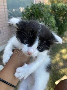 Rescue Domestic Medium Hair Cats for Adoption in Dallas, Texas - BETTY | PetCurious