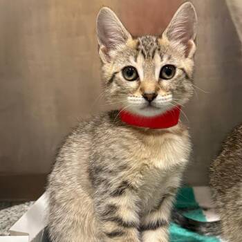 Esmeralda -  Domestic Short Hair Cat for Adoption in Tampa, Florida - Esmeralda | PetCurious