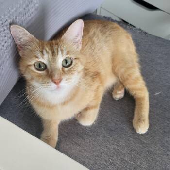 Margarita -  Manx Cat for Adoption in Greenwood, Indiana - Margarita | PetCurious