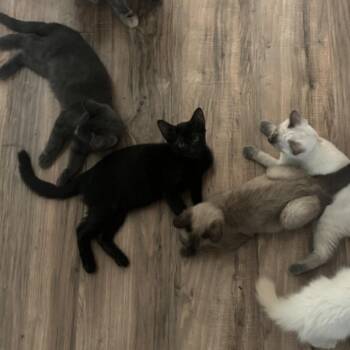 Prozac -  Domestic Short Hair Cat for Adoption in Yucca Valley, California - Prozac | PetCurious