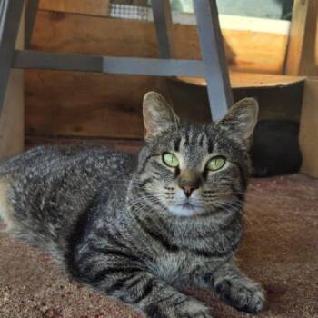 Middleton -  Domestic Short Hair Cat for Adoption in Tipp City, Ohio - Middleton | PetCurious