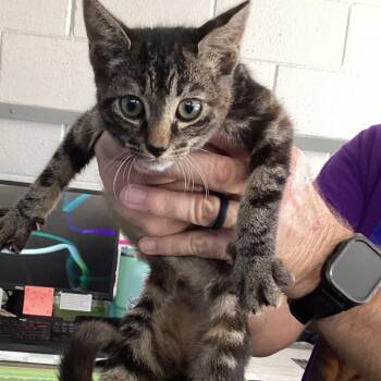 Flo -  Domestic Short Hair Cat for Adoption in Montgomery, Alabama - Flo | PetCurious