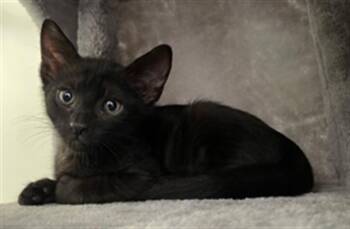 OLIVE -  Domestic Short Hair Cat for Adoption in Fort Lauderdale, Florida - OLIVE | PetCurious