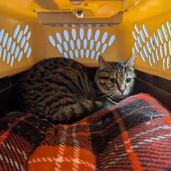 Domestic Short Hair Cats Available for Adoption in Charlottesville, Virginia - Buster | PetCurious