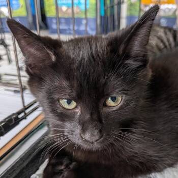 Binx -  Domestic Short Hair Cat for Adoption in Eugene, Oregon - Binx | PetCurious
