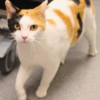 Domestic Short Hair Cats Available for Adoption in Atlanta, Georgia - Gloria | PetCurious