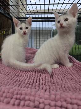 Mullett -  Domestic Short Hair Cat Available for Adoption in Trenton, New Jersey - Mullett | PetCurious