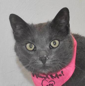 Domestic Short Hair Cats Available for Adoption in Springfield, Ohio - Stormie | PetCurious
