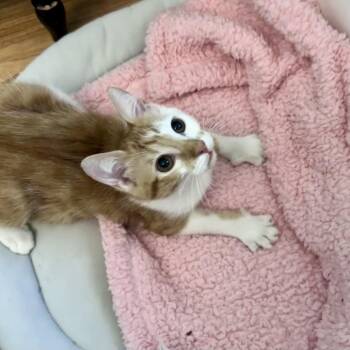 Hage -  Domestic Short Hair Cat for Adoption in Westminster, California - Hage | PetCurious