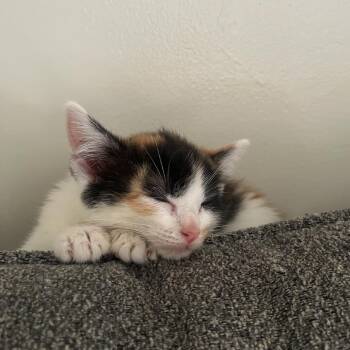 Lourde Have Mercy -  Domestic Short Hair Cat for Adoption in Fredericksburg, Virginia - Lourde Have Mercy | PetCurious
