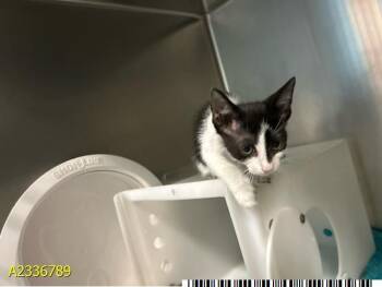 CLIP CLIP -  Domestic Short Hair Cat for Adoption in West Palm Beach, Florida - CLIP CLIP | PetCurious