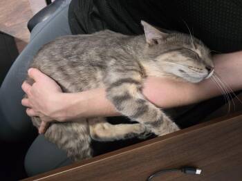 Dante -  Domestic Short Hair Cat for Adoption in Wilmington, North Carolina - Dante | PetCurious