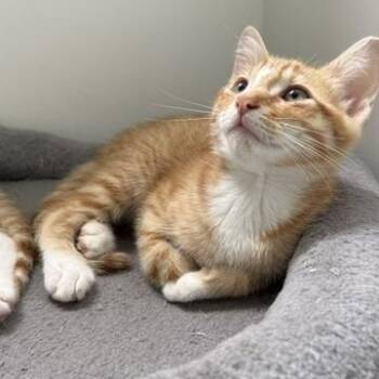 Rowen (3.5 months) -  Domestic Short Hair Cat for Adoption in Los Angeles, California - Rowen (3.5 Months) | PetCurious