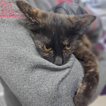 Zsa Zsa -  Domestic Long Hair Cat for Adoption in Lufkin, Texas - Zsa Zsa | PetCurious