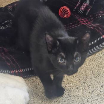 Willow -  Domestic Short Hair Cat for Adoption in Gloucester, Virginia - Willow | PetCurious