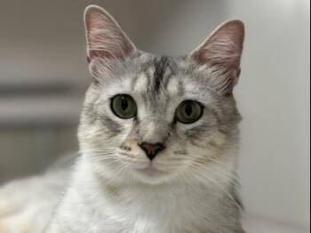 Rescue Domestic Long Hair and Tabby Cats for Adoption in Liverpool, Texas - Kalliope | PetCurious