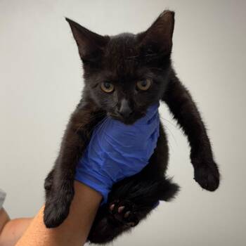 Cranberry -  Domestic Short Hair Cat for Adoption in Concord, North Carolina - Cranberry | PetCurious