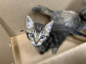 BAKED BEAN -  Domestic Short Hair Cat for Adoption in Grand Prairie, Texas - BAKED BEAN | PetCurious