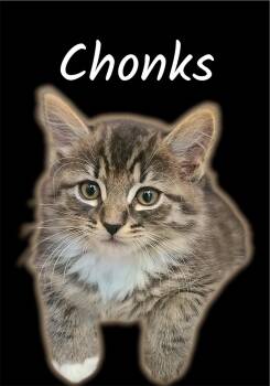 Chonks -  Domestic Long Hair Cat for Adoption in Auburn, California - Chonks | PetCurious