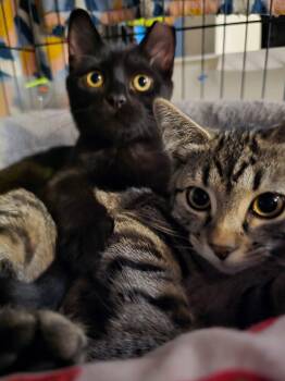 Bitzy and Babs -  American Shorthair Cat for Adoption in Beach Park, Illinois - Bitzy And Babs | PetCurious
