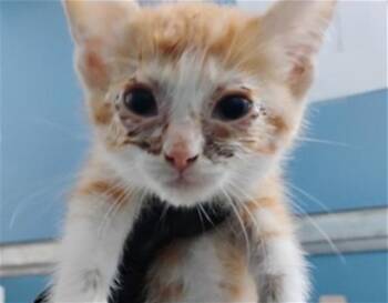 FRANNY -  Domestic Short Hair Cat for Adoption in San Bernardino, California - FRANNY | PetCurious