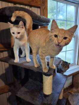 Peanut -  Domestic Short Hair Cat for Adoption in Monterey, Virginia - Peanut | PetCurious