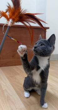 Donkey -  Domestic Short Hair Cat for Adoption in Reston, Virginia - Donkey | PetCurious