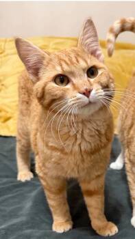 Simba -  Domestic Short Hair Cat for Adoption in Cortland, Ohio - Simba | PetCurious