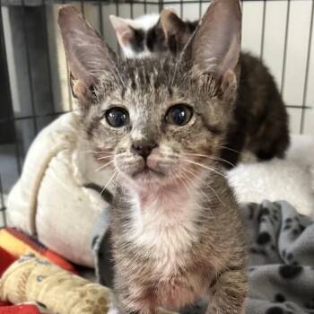 Domestic Short Hair Cats Available for Adoption in Kanab, Utah - Fortune Cookie | PetCurious
