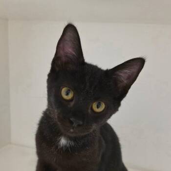 Yashi -  Domestic Short Hair Cat for Adoption in Cumming, Georgia - Yashi | PetCurious
