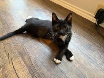 Pax Au Telemanus -  Domestic Short Hair Cat for Adoption in Dallas, Texas - Pax Au Telemanus | PetCurious