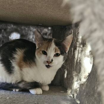 Rescue Domestic Short Hair Cats for Adoption in Midland, Texas - Zara | PetCurious