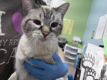 SMUSHY -  Domestic Short Hair Cat for Adoption in Omaha, Nebraska - SMUSHY | PetCurious