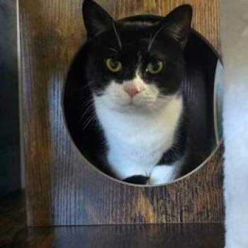 Millie -  Domestic Short Hair Cat for Adoption in West Warwick, Rhode Island - Millie | PetCurious