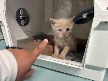 Garfield -  Domestic Short Hair Cat for Adoption in New York, New York - Garfield | PetCurious