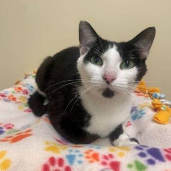 Darcy -  Domestic Short Hair Cat for Adoption in Rochester, Minnesota - Darcy | PetCurious