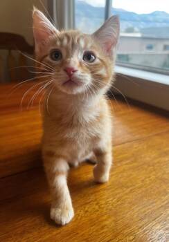 Apollo -  Domestic Short Hair Cat for Adoption in Logan, Utah - Apollo | PetCurious